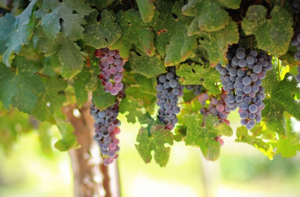 you-will-know-them-by-their-fruit-what-does-matthew-7-16-mean-best